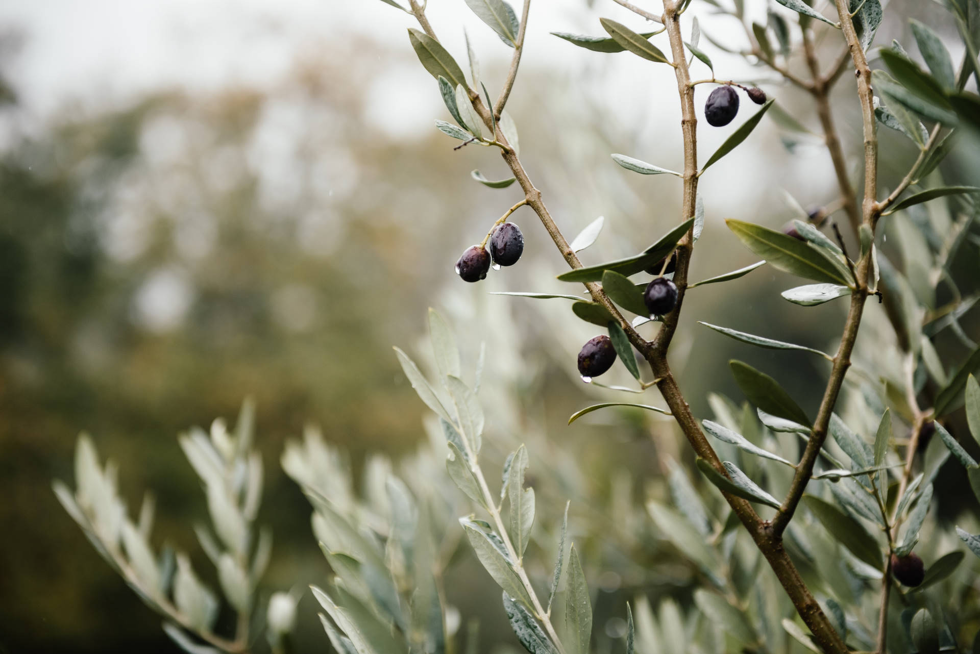 Bed and Breakfast Masseria Ella - Ulivo Suite